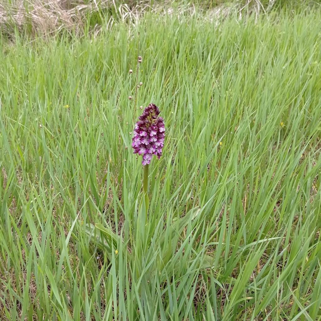 orchidee-Casentino